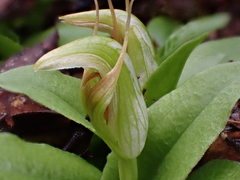 Pterostylis venosa