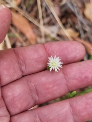 Hypochaeris albiflora