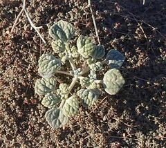 Psathyrotes ramosissima