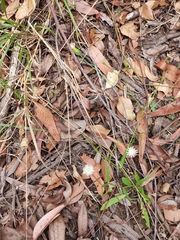 Hypochaeris albiflora