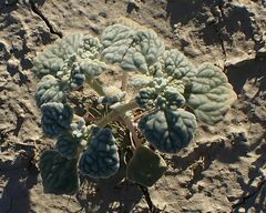 Psathyrotes ramosissima