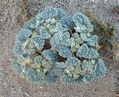 Psathyrotes ramosissima