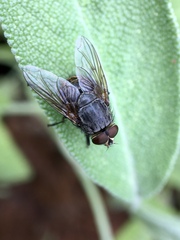 Calliphora