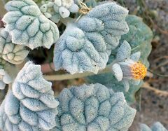 Psathyrotes ramosissima