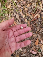 Hypochaeris albiflora