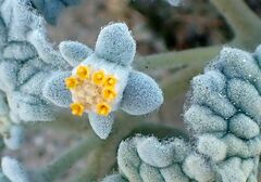 Psathyrotes ramosissima