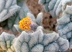 Psathyrotes ramosissima