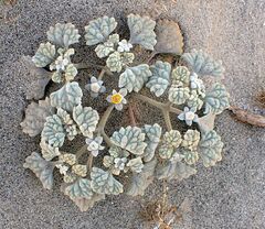 Psathyrotes ramosissima