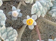 Psathyrotes ramosissima