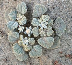 Psathyrotes ramosissima