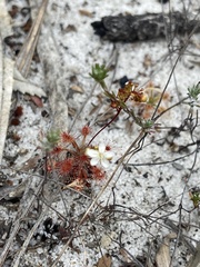 Drosera micrantha