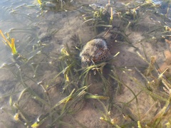 Tetractenos hamiltoni