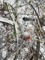 Drosera micrantha