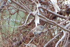 Acanthiza uropygialis