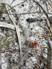 Drosera micrantha