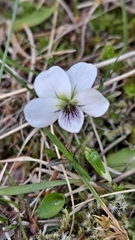 Viola cunninghamii