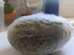 Penicillium chrysogenum