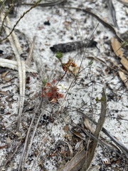 Drosera micrantha
