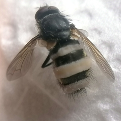 Entomophthora muscae