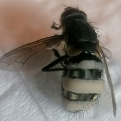 Entomophthora muscae