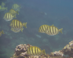 Acanthurus triostegus