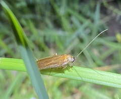 Ectobiidae