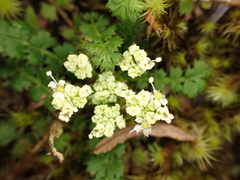 Anisotome aromatica