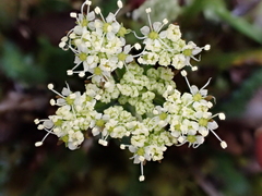 Anisotome aromatica