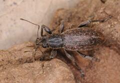 Brachyderes incanus