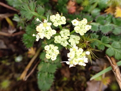 Anisotome aromatica