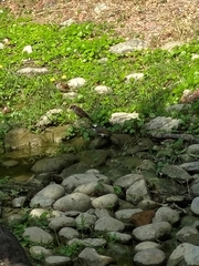 Pycnonotus sinensis formosae