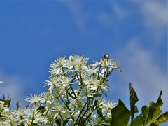 Clematis chinensis tatushanensis