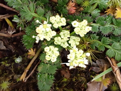 Anisotome aromatica