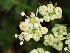 Anisotome aromatica