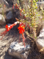 Epilobium canum