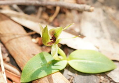 Chiloglottis jeanesii