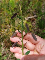 Bossiaea stephensonii