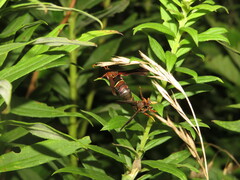 Vitacea scepsiformis
