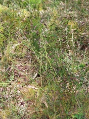 Bossiaea stephensonii