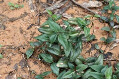 Vincetoxicum barbatum