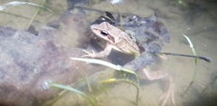 Rana dybowskii