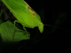 Amblycorypha oblongifolia