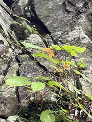 Begonia sutherlandii