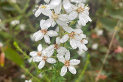Olearia ramulosa