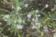 Olearia ramulosa