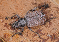 Brachyderes incanus