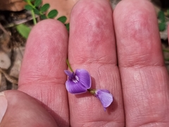 Swainsona brachycarpa