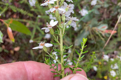 Olearia ramulosa