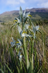 Chloraea magellanica