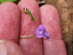Swainsona brachycarpa